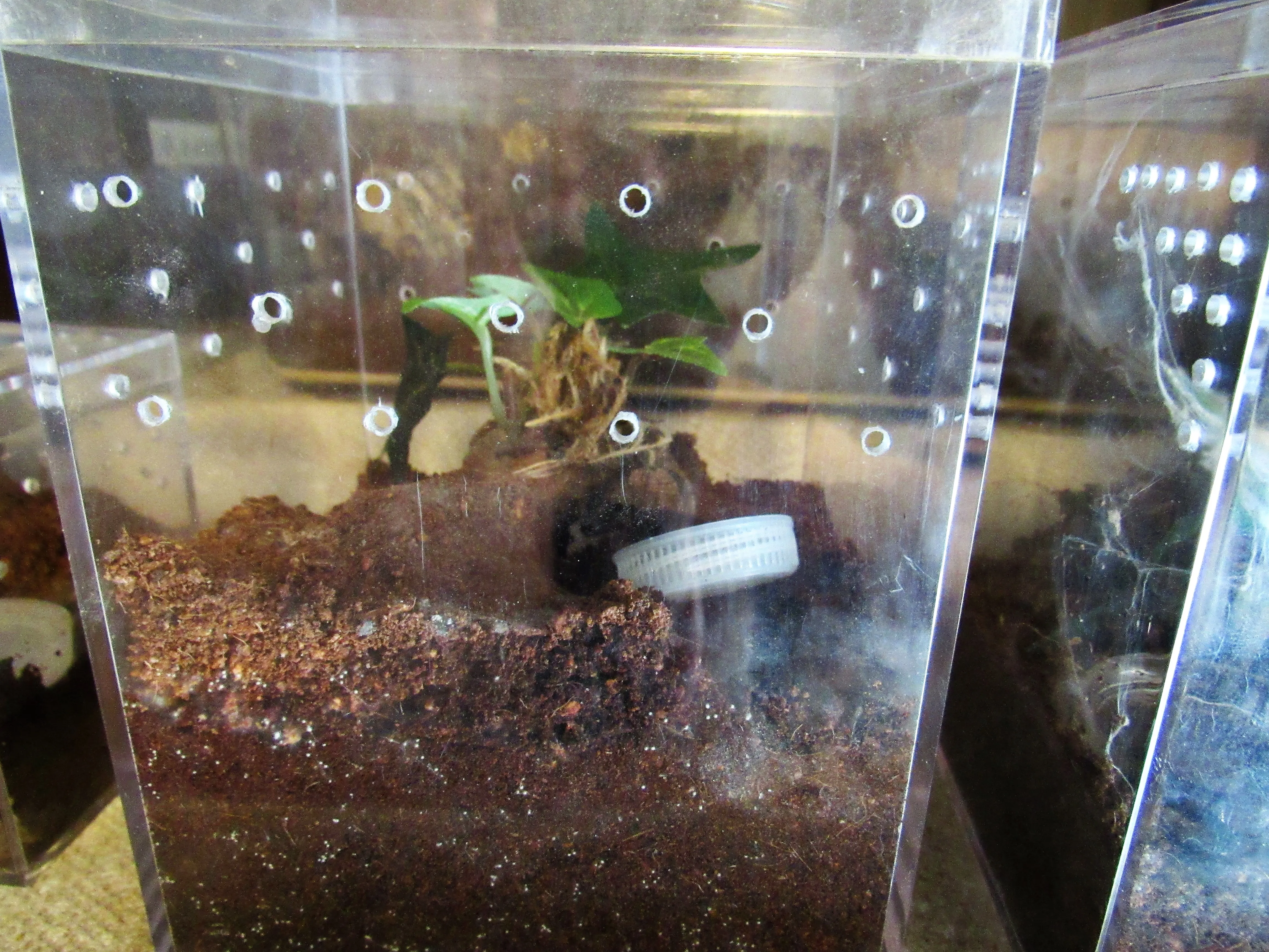 23442 springtails in water dish 1