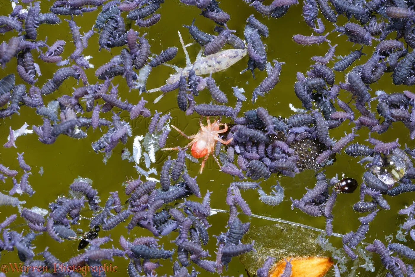/img/23442-tarantula-tank-setup.webp