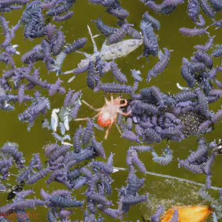 /img/23442-tarantula-tank-setup.webp