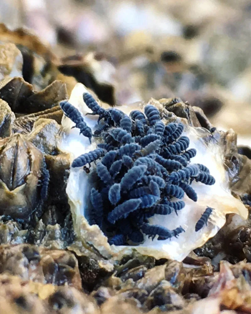 23442 tarantula water dish solutions