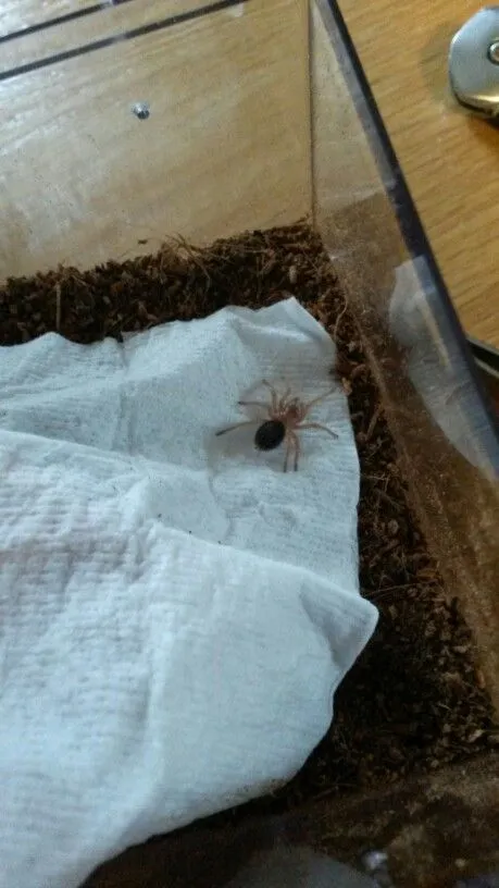 23443 chaco tarantula cricket