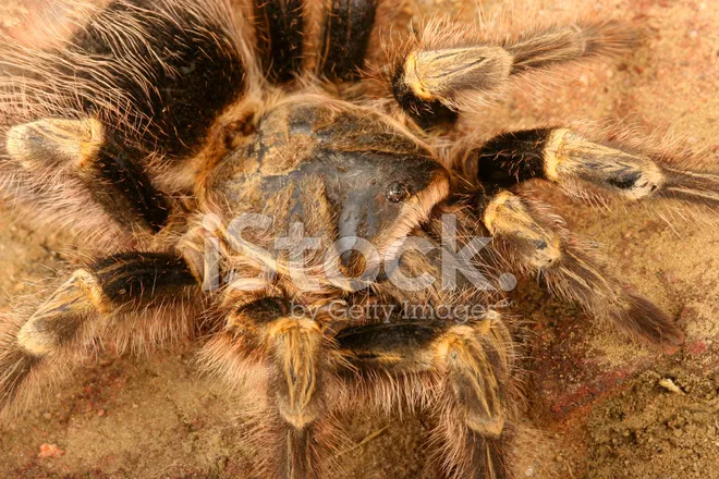 23443 chaco tarantula eating