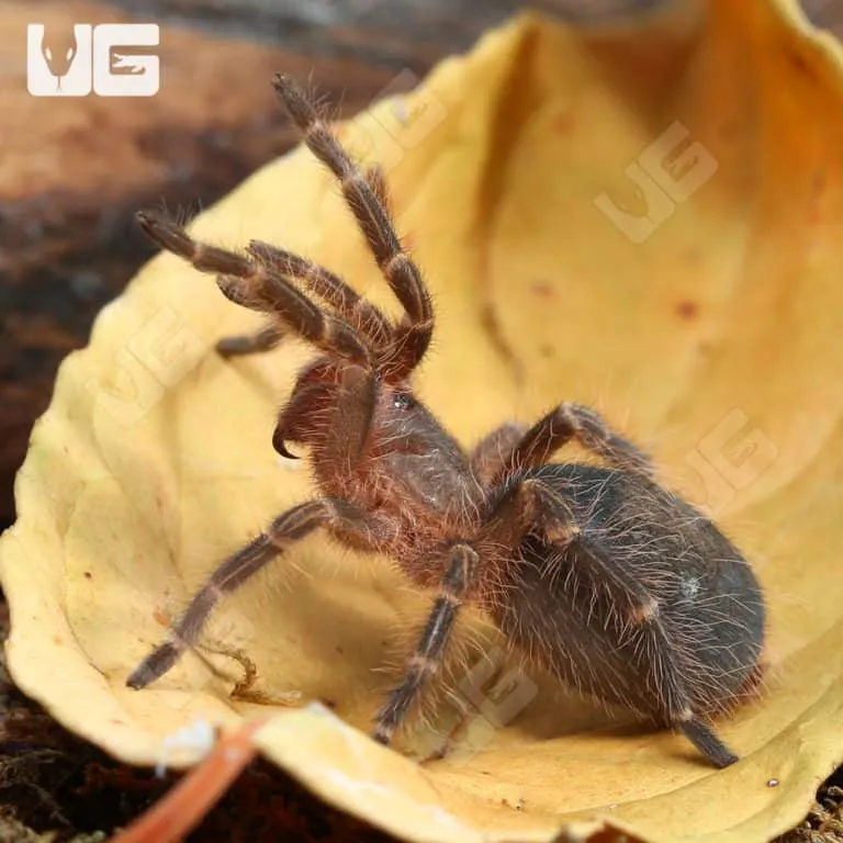 23443 chaco tarantula feeding guide