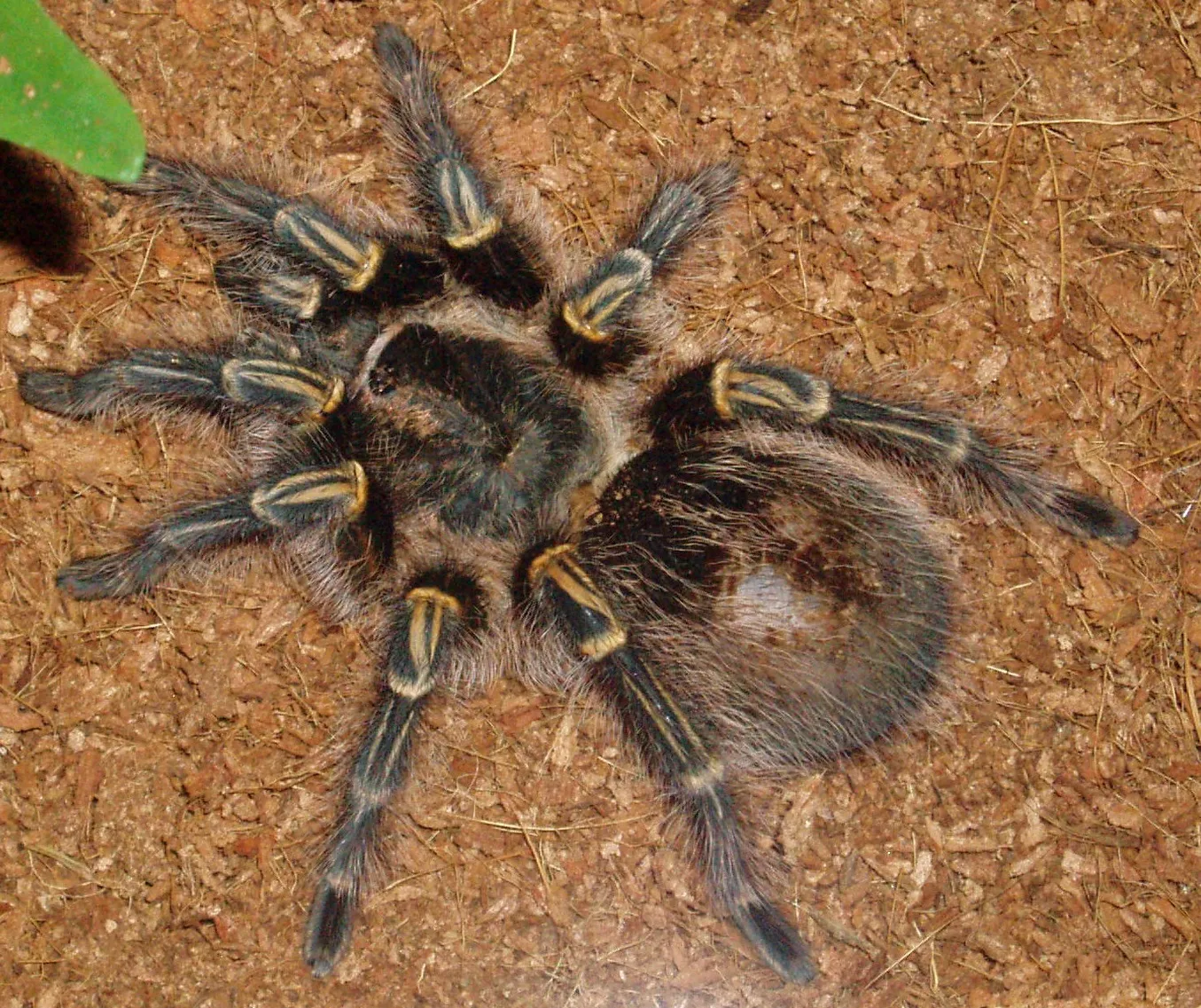 23443 chaco tarantula molting