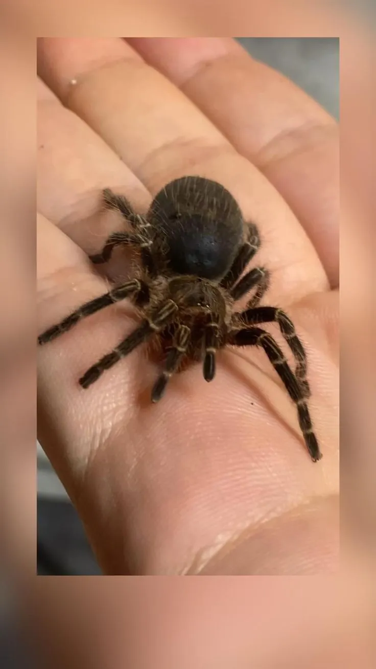 23443 chaco tarantula spiderling