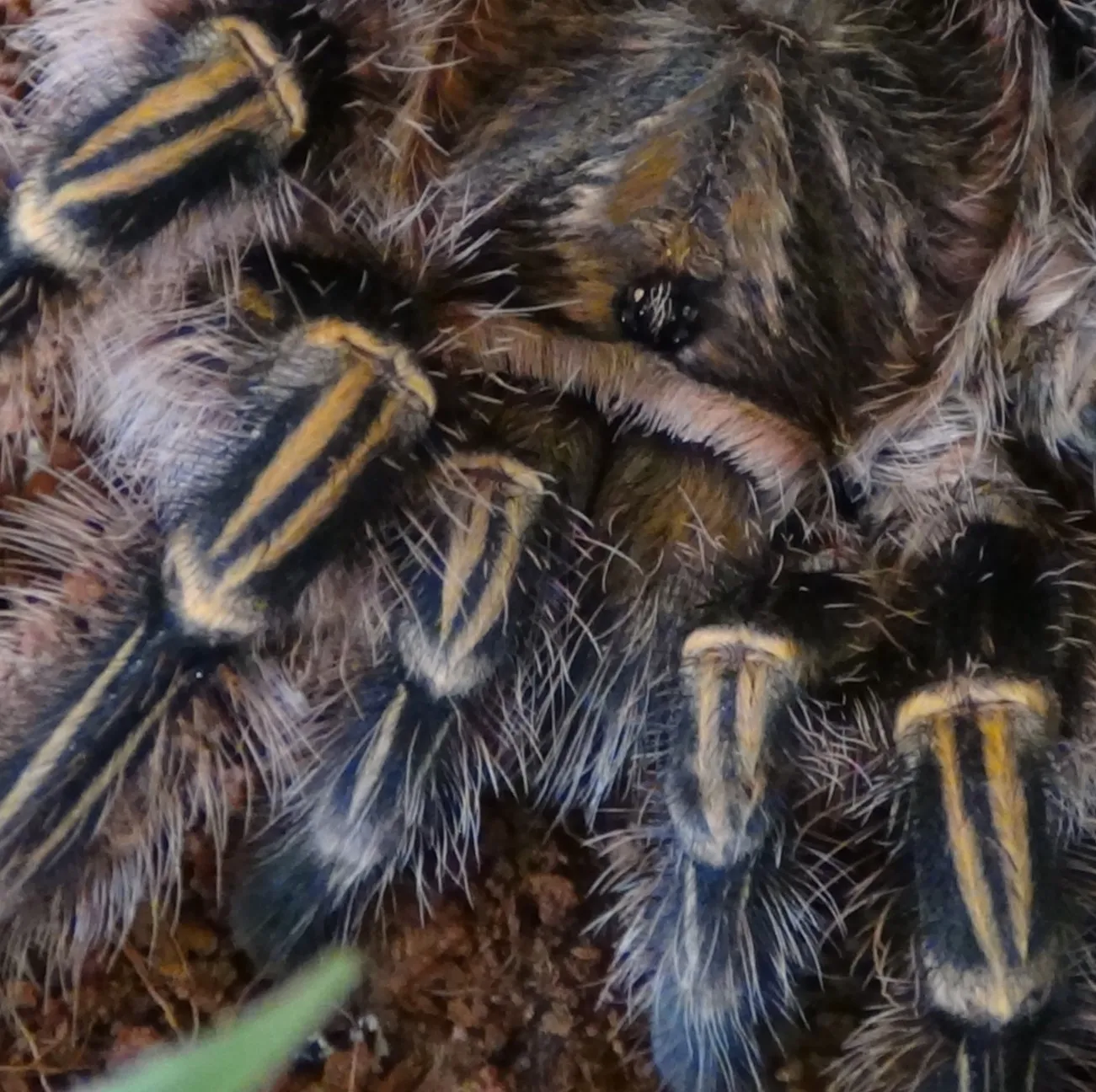 /img/23443-chaco-tarantula-substrate.webp