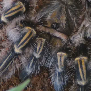 /img/23443-chaco-tarantula-substrate.webp