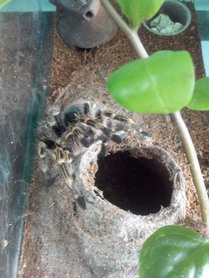 23443 chaco tarantula water