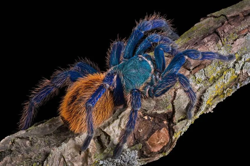 23444 blue tarantula enclosure