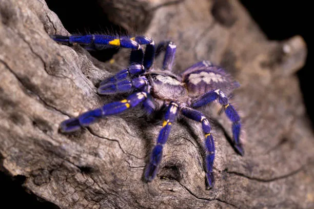 23444 blue tarantula feeding