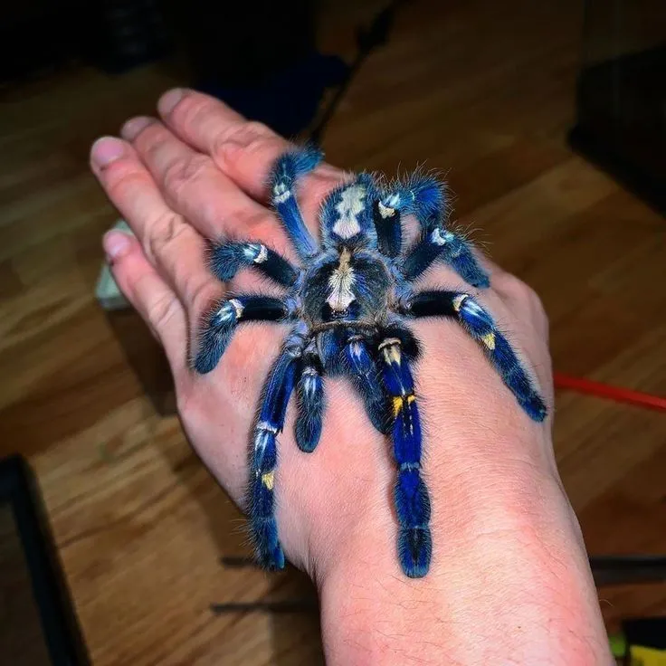 /img/23444-blue-tarantula-health.webp