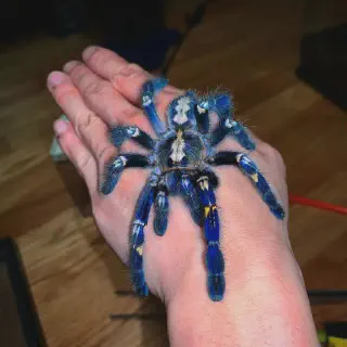 /img/23444-blue-tarantula-health.webp