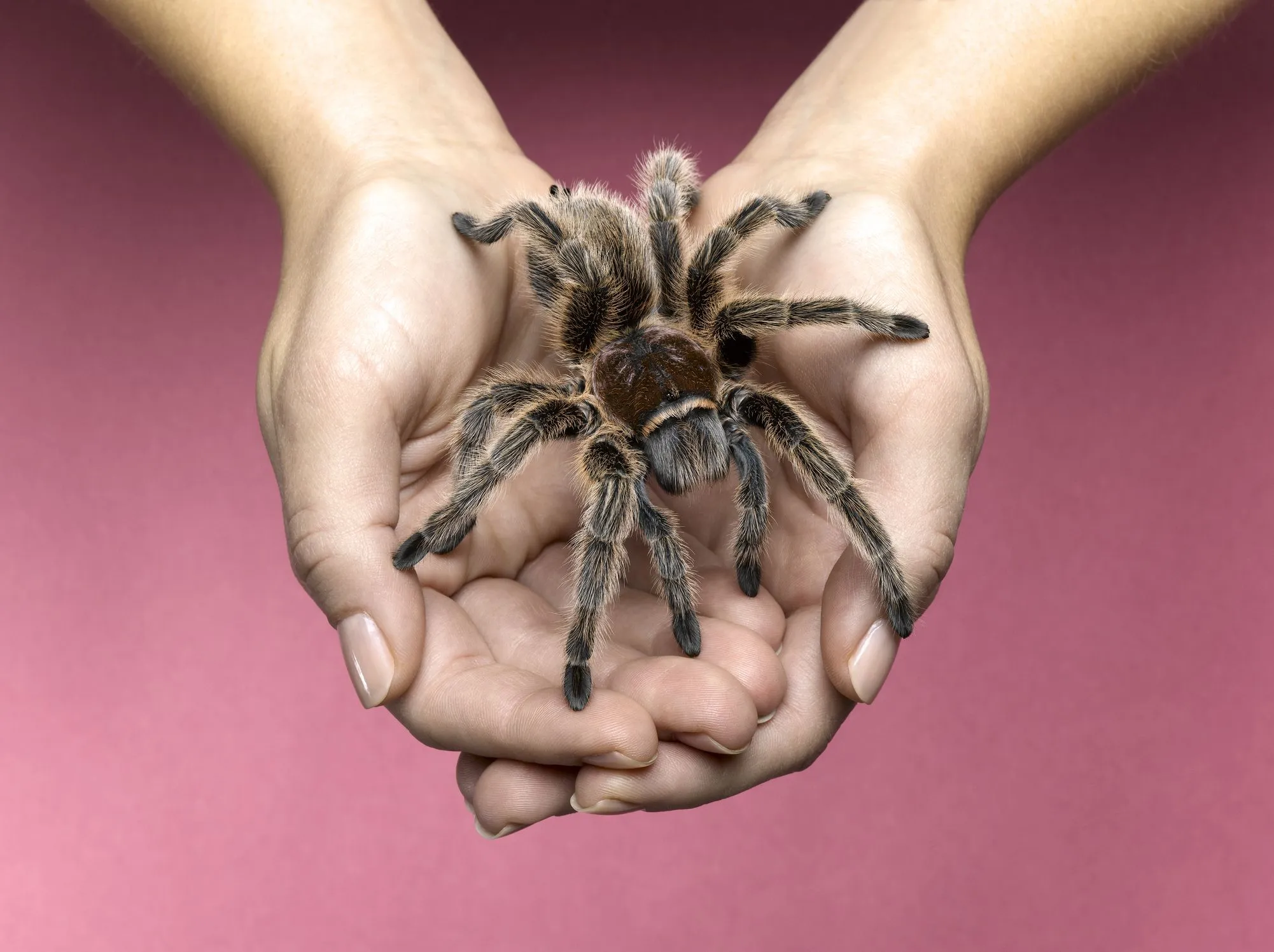 23444 blue tarantula substrate