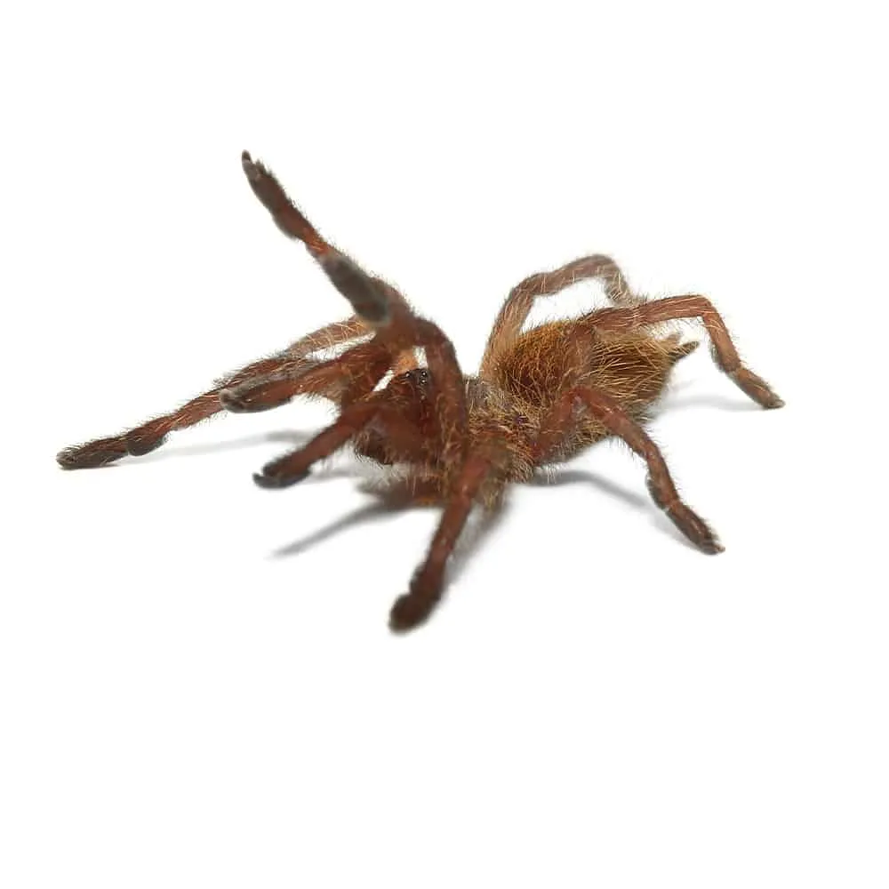 23445 sunburst baboon tarantula behavior