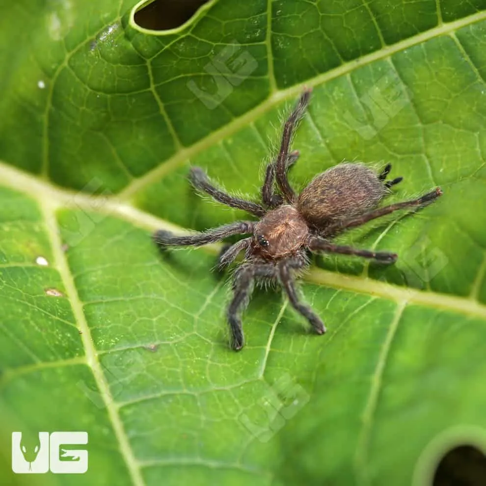 23445 sunburst baboon tarantula feeding