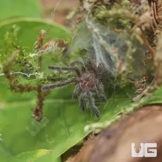 /img/23445-sunburst-baboon-tarantula-health.webp
