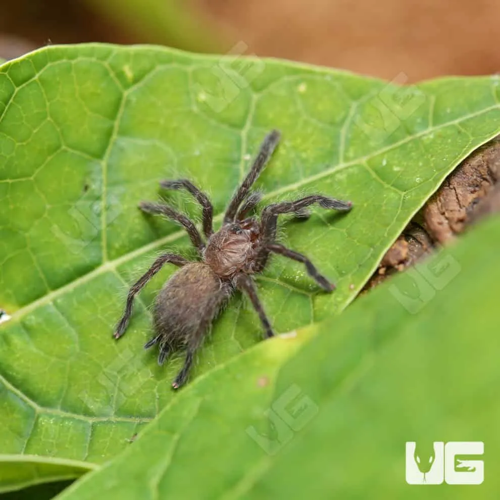 23445 sunburst baboon tarantula molting