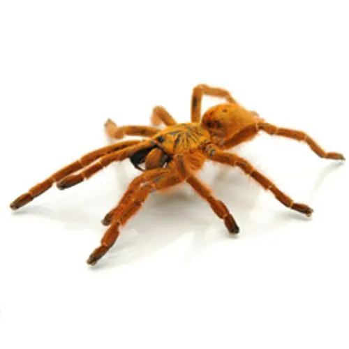 23445 sunburst baboon tarantula overview