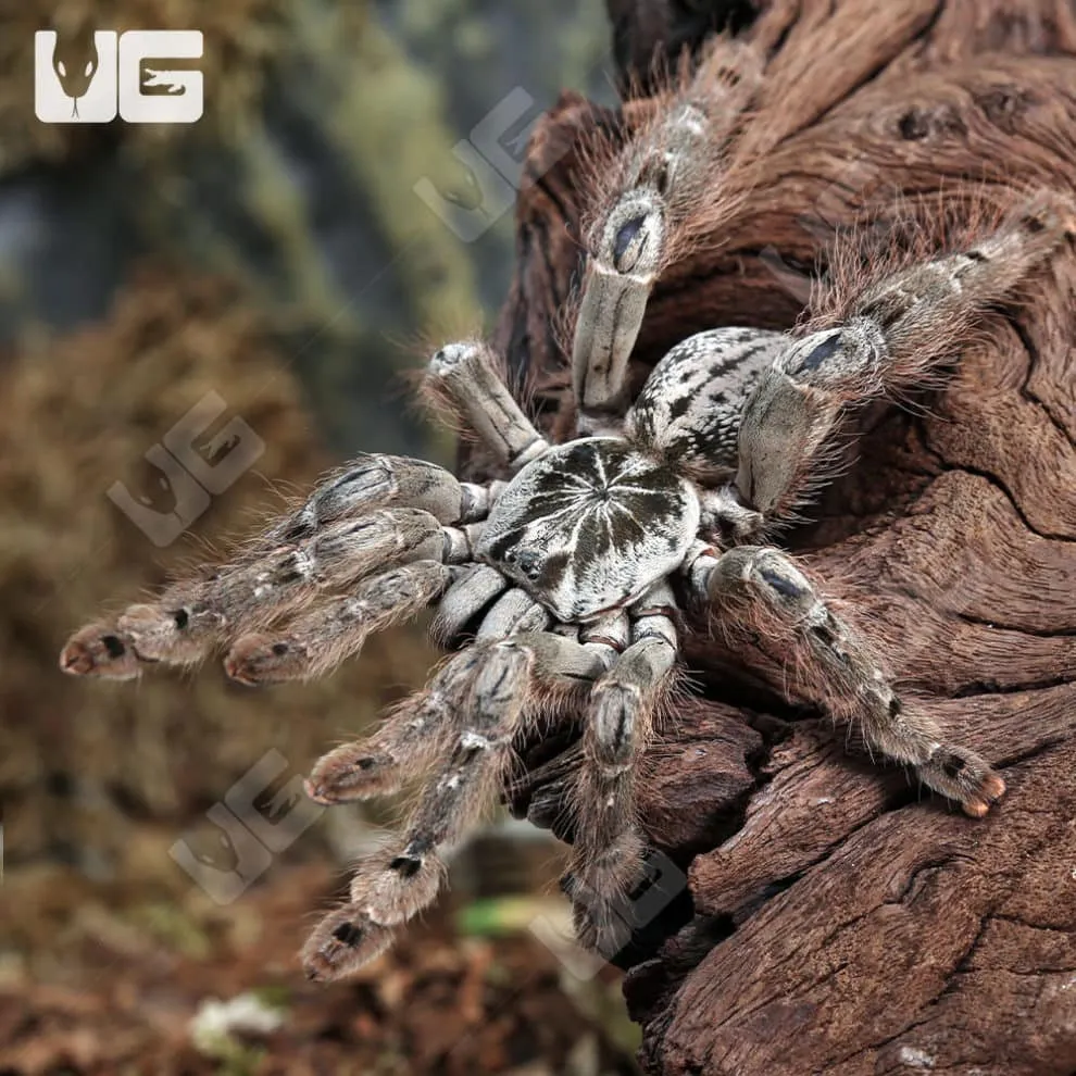 23445 sunburst baboon tarantula size and color