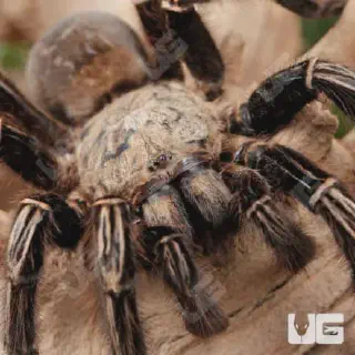 /img/23446-skeleton-leg-tarantula-breeding.webp