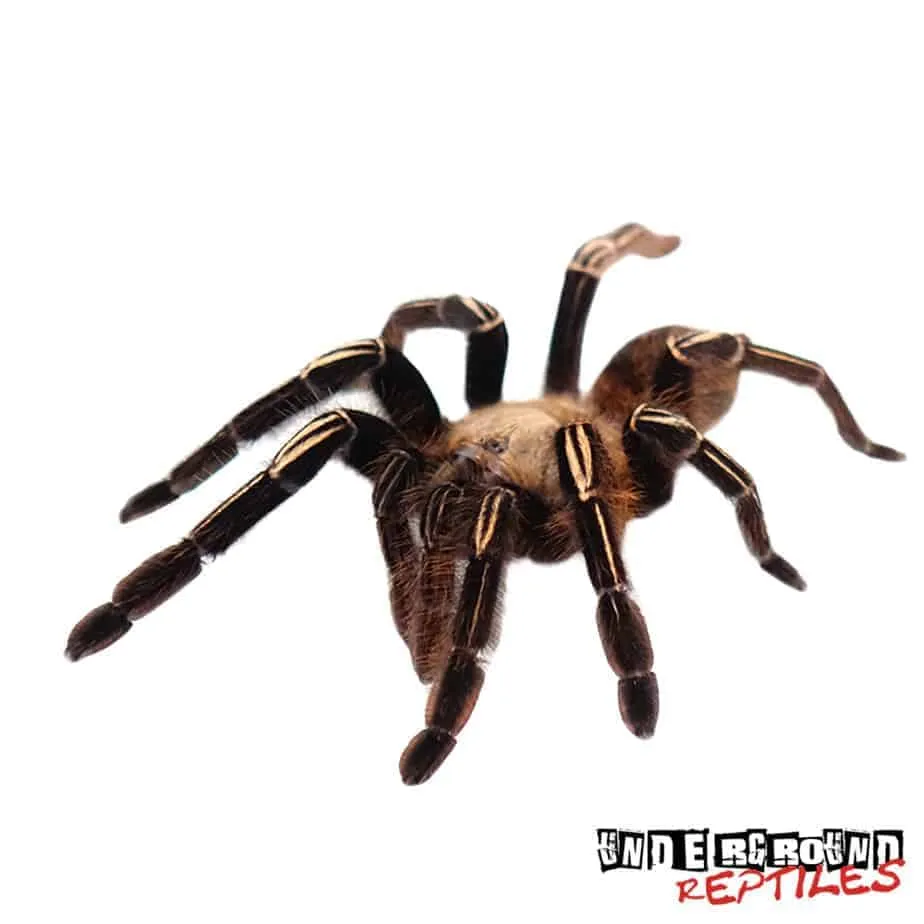 23446 skeleton leg tarantula choosing