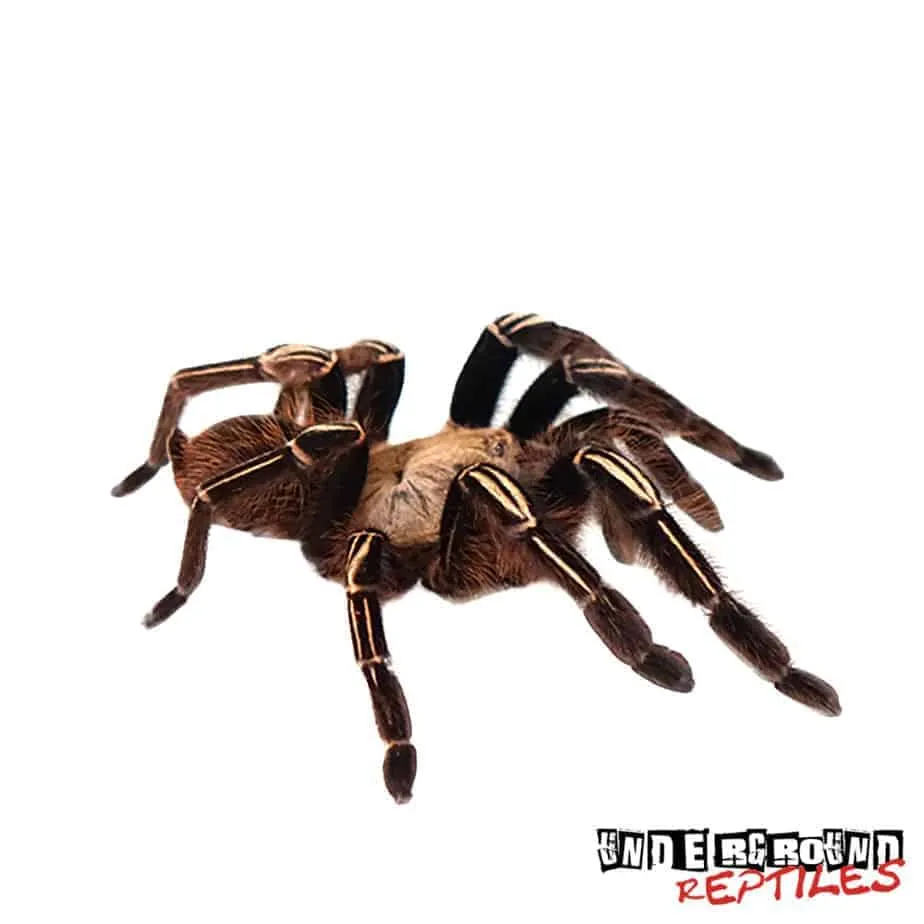 23446 skeleton leg tarantula habitat