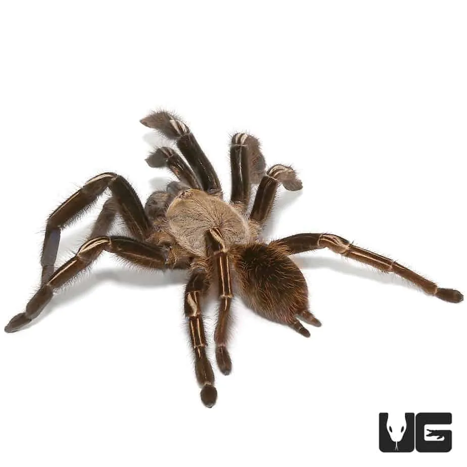 23446 skeleton leg tarantula handling