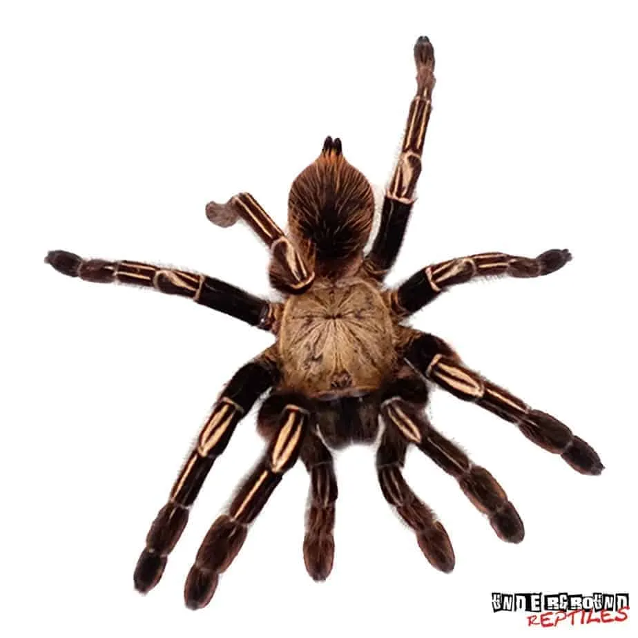 23446 skeleton leg tarantula substrate