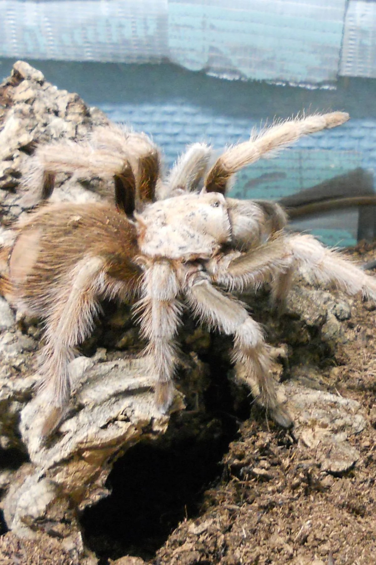 23447 arizona blonde tarantula 1