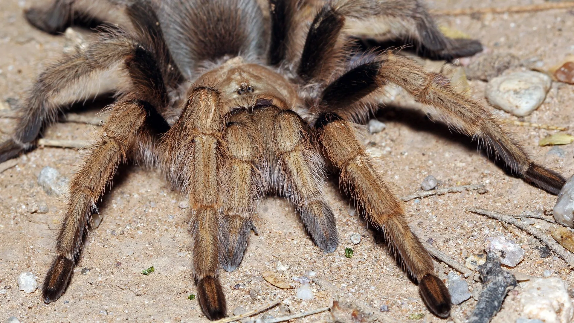 23447 arizona blonde tarantula 2