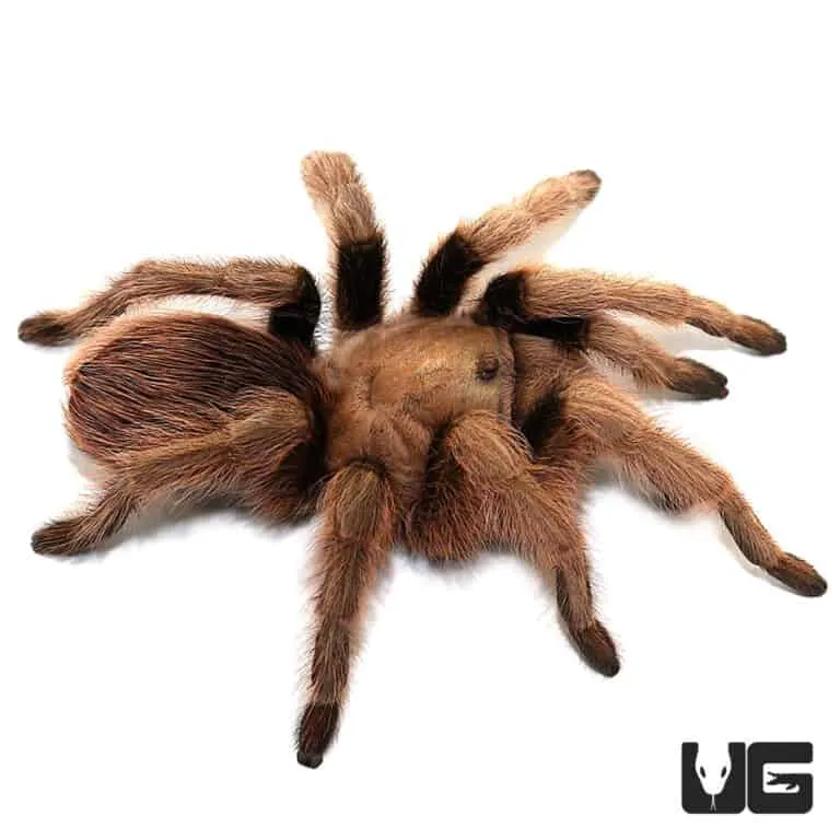23447 arizona blonde tarantula 4