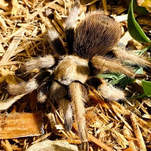 23447 arizona blonde tarantula 6