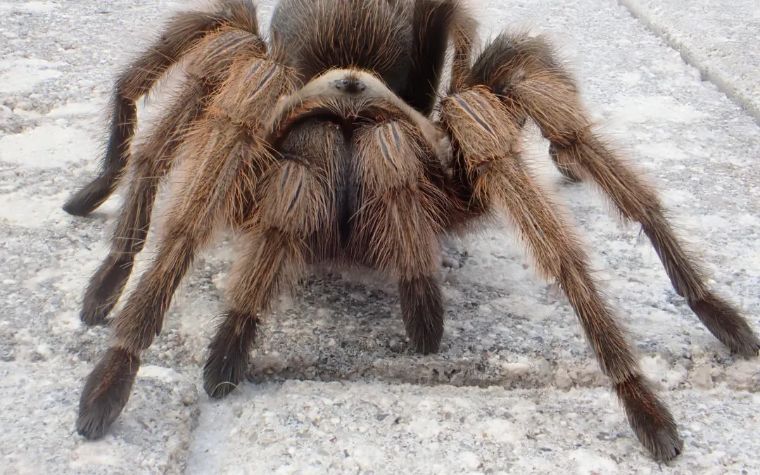 /img/23447-arizona-blonde-tarantula-7.webp