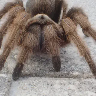 /img/23447-arizona-blonde-tarantula-7.webp