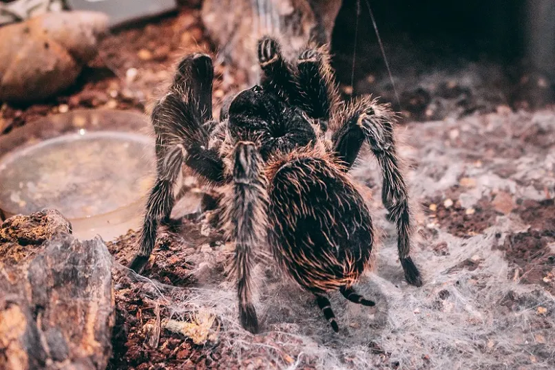 23448 skeleton tarantula handling