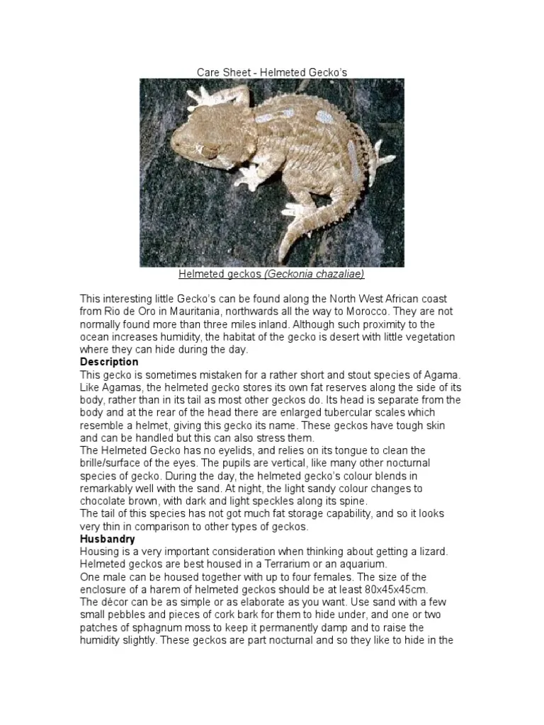 23448 skeleton tarantula health