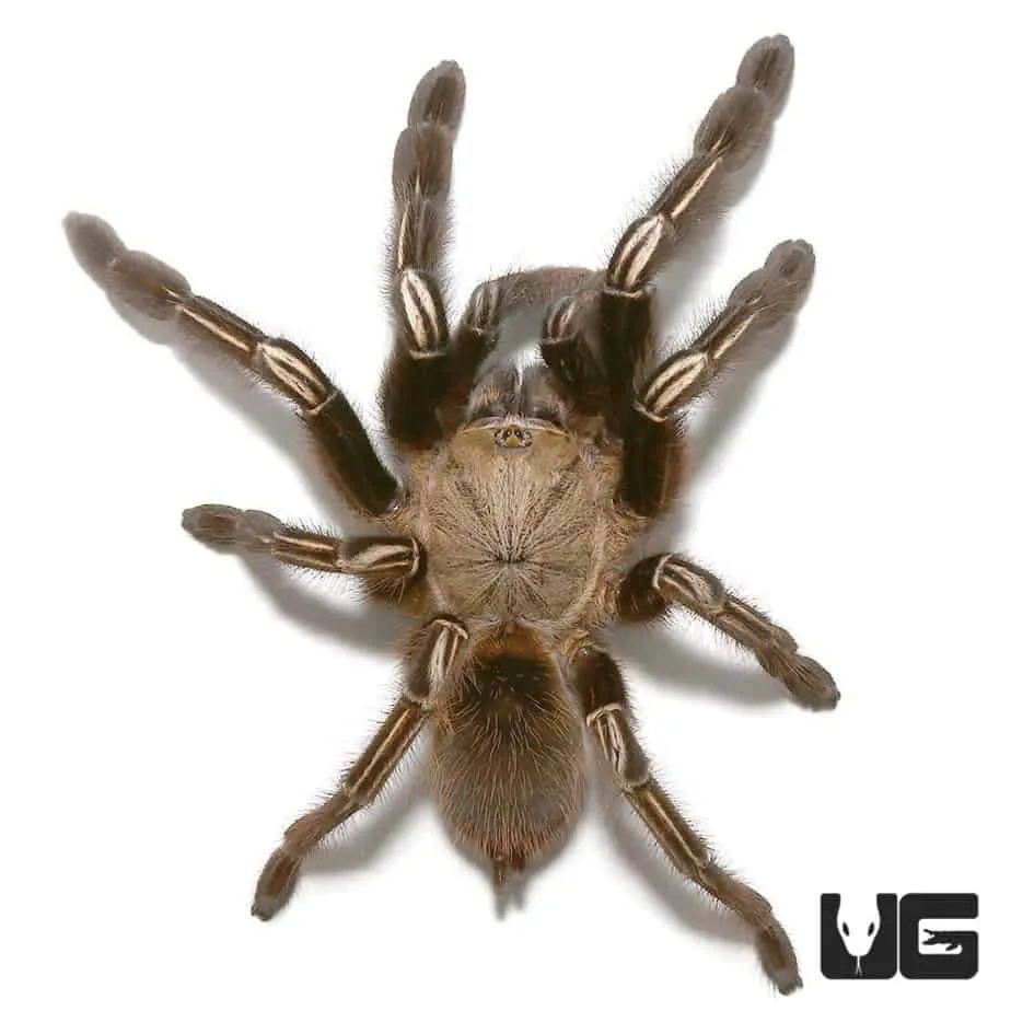 /img/23448-skeleton-tarantula-humidity.webp