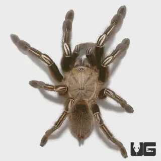 /img/23448-skeleton-tarantula-humidity.webp