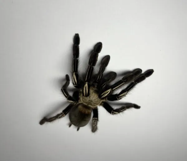 23448 skeleton tarantula substrate