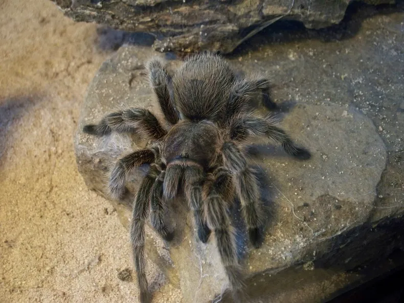 23449 chilean rose tarantula close up