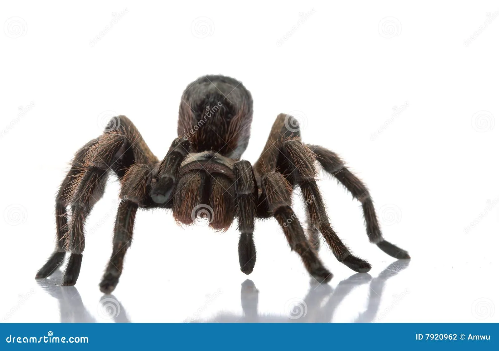 23449 chilean rose tarantula colors