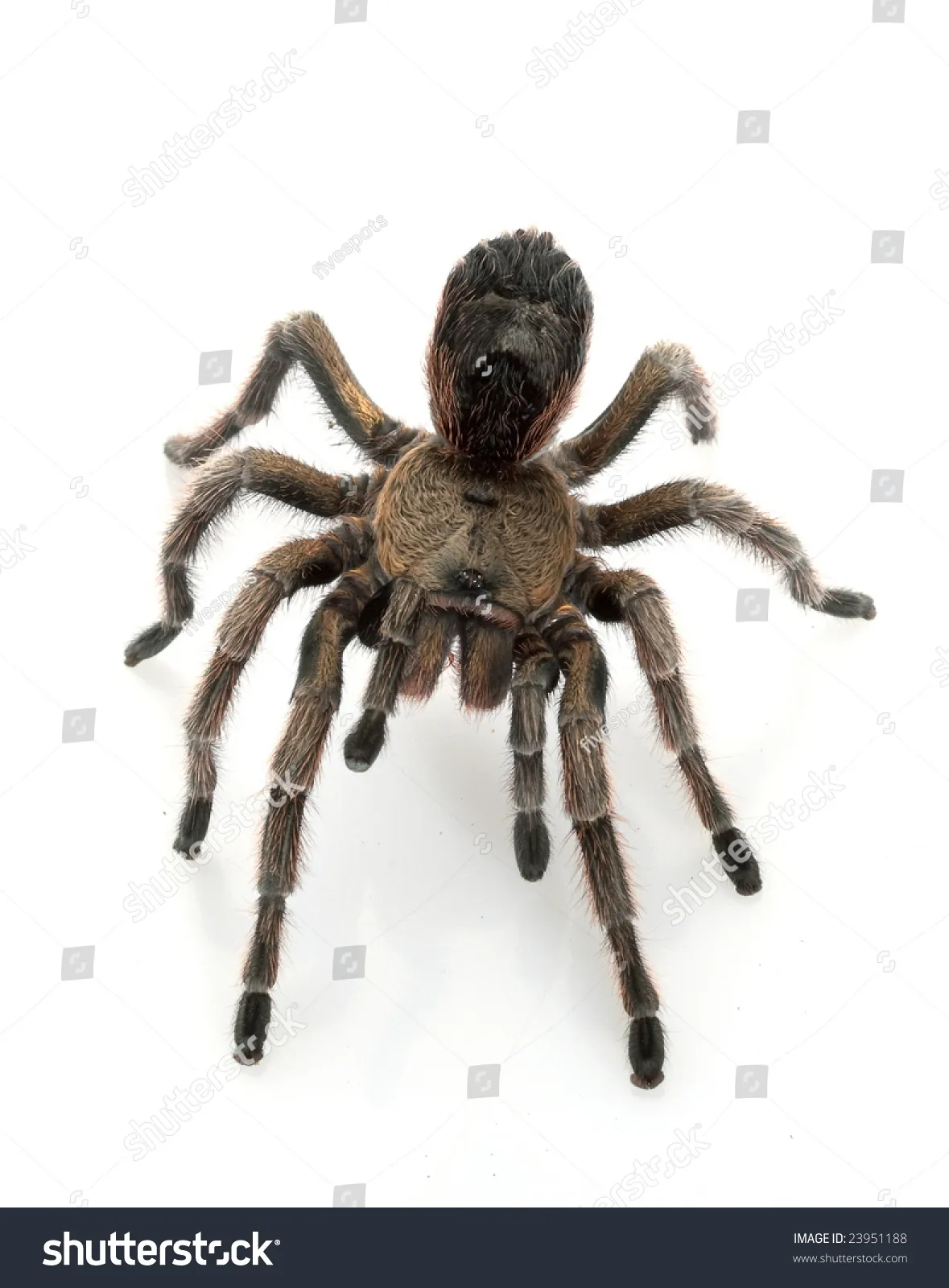 23449 chilean rose tarantula feeding