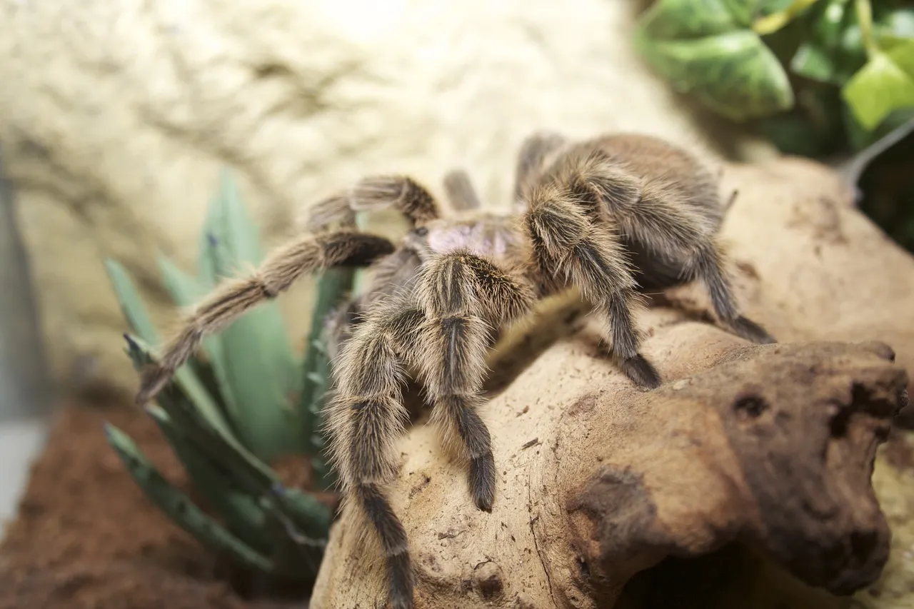 23449 chilean rose tarantula handling