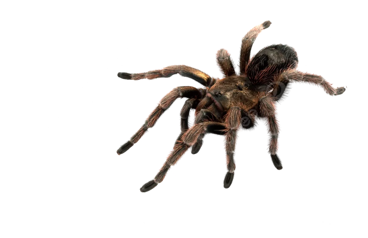 23449 chilean rose tarantula molting