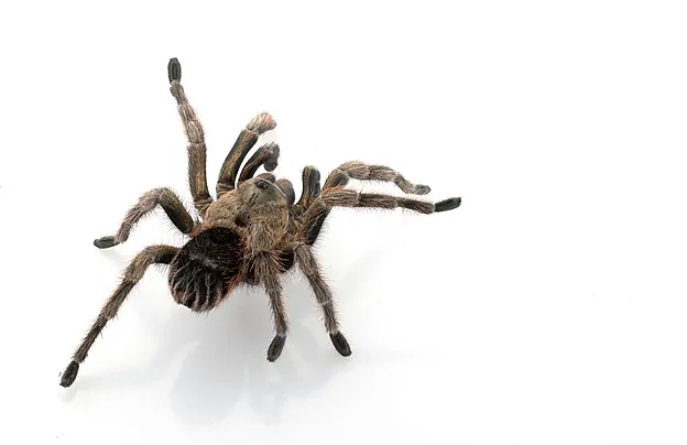 /img/23449-chilean-rose-tarantula-size.webp
