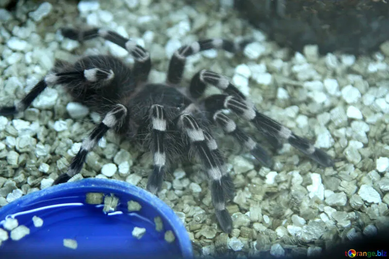 23450 tarantula cleaning