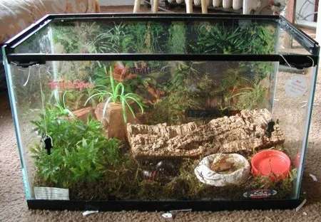 23450 tarantula decor