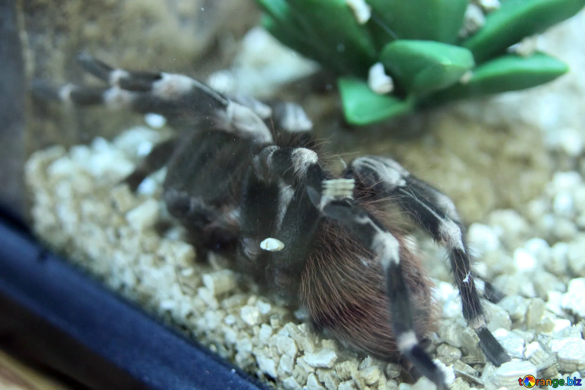 /img/23450-tarantula-humidity.webp