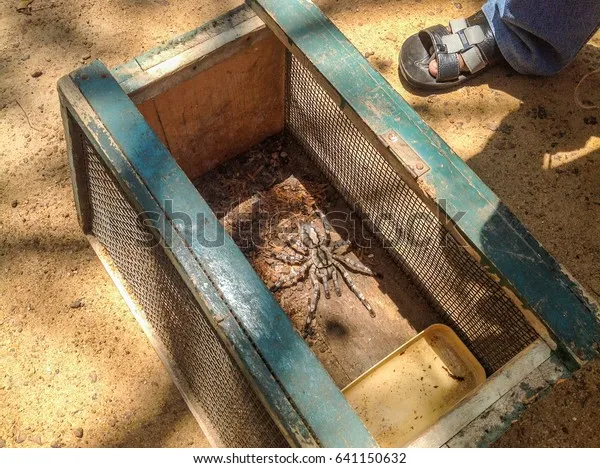 23450 tarantula substrate