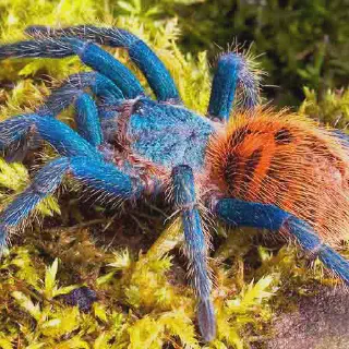 /img/23451-gbb-close-up.webp